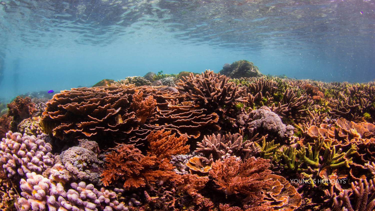 【Indonesia】Kalimaya Dive Resort  6 days 5 nights diving package