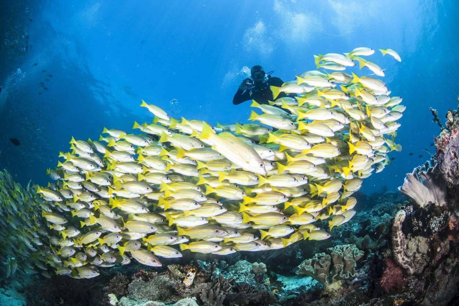 【Indonesia】8 days 7 Nights Raja Ampat liveaboard diving Tour with Instructor Berry (20th to 29th March 2027)