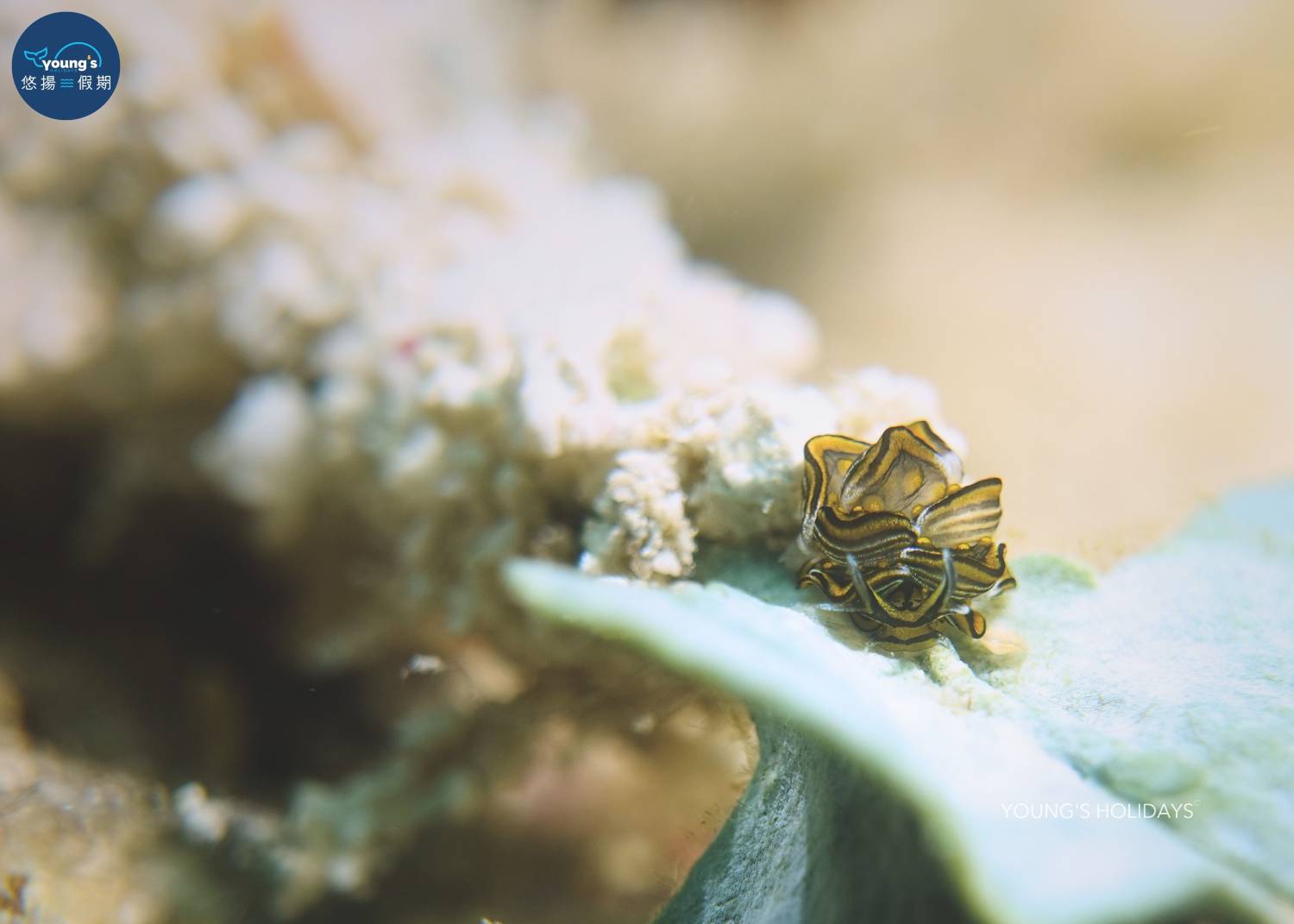 【Cebu】5 Days 4 Nights macro photography Tour with diving instructor (13rd to 17th November 2026)