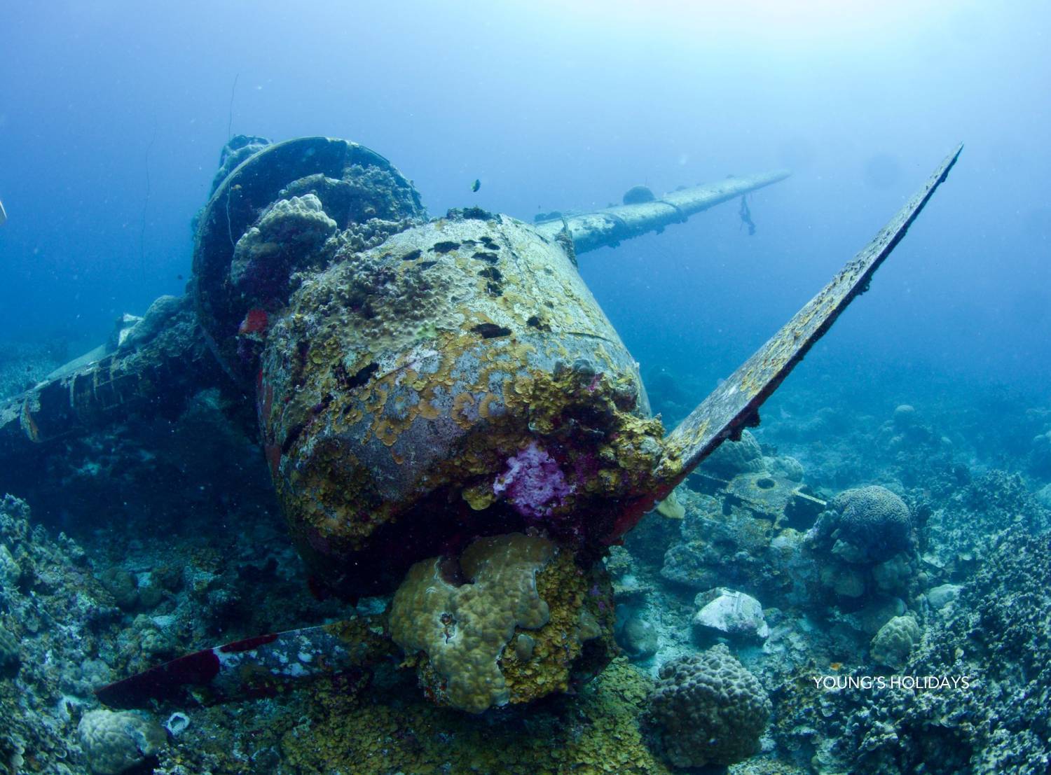 【Palau】6 Days 5 Nights Tour with diving instructor Berry (26th to 31st December 2026)