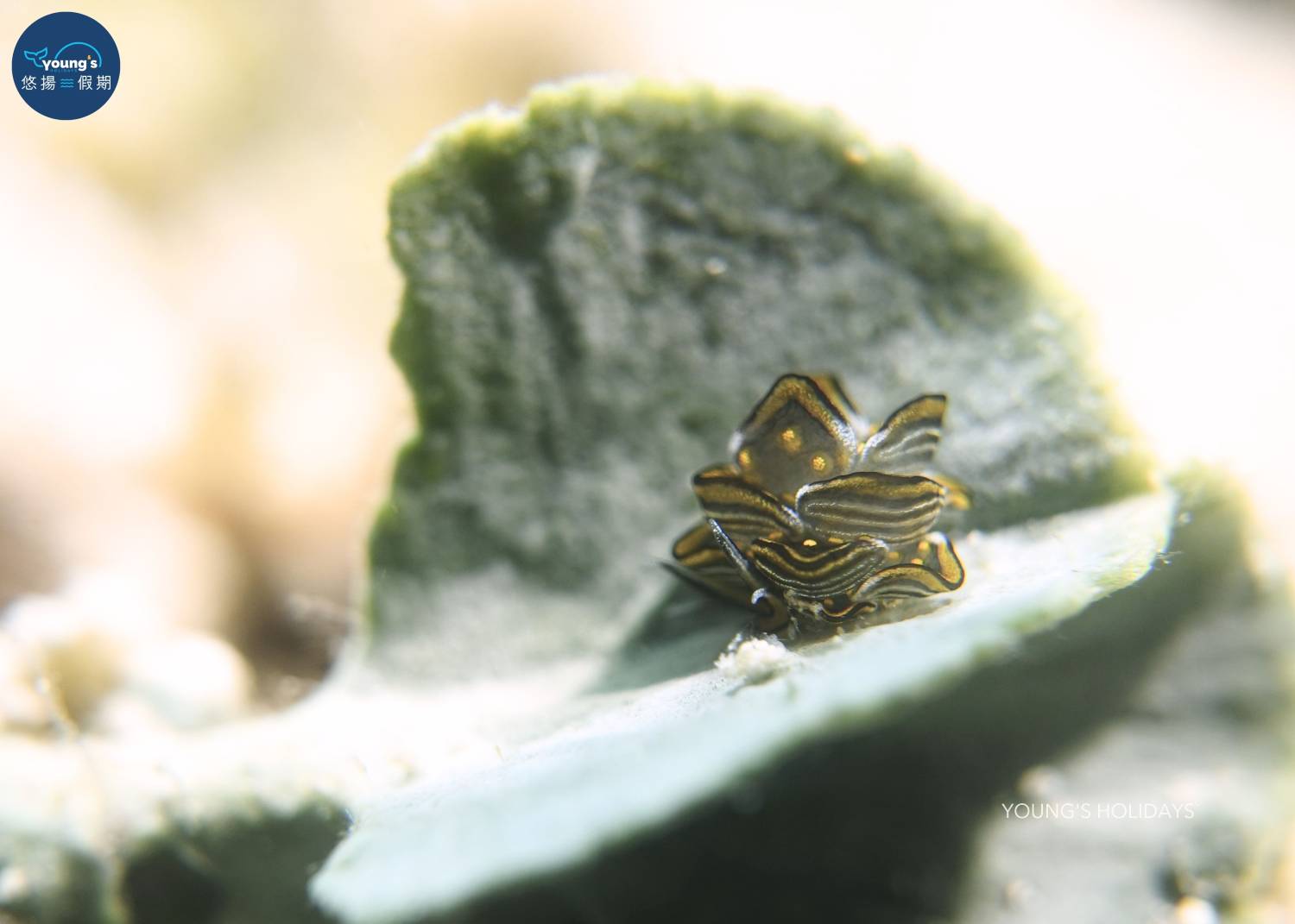 【Cebu】5 Days 4 Nights macro photography Tour with diving instructor (13rd to 17th November 2026)
