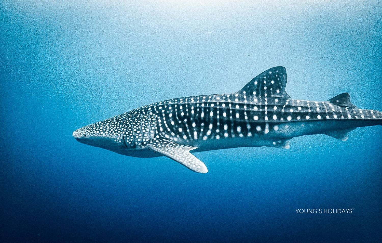 【Maldives】Cozy Scuba Club Fuvahmulah diving package