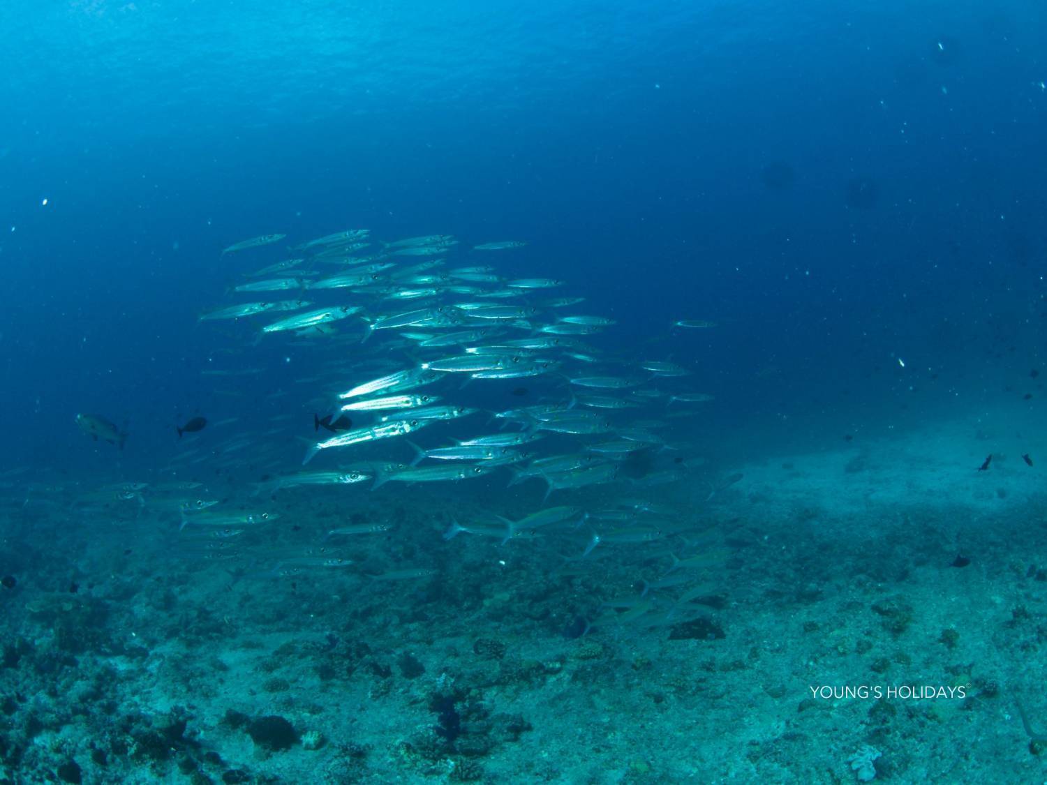 【Palau】6 Days 5 Nights Tour with diving instructor Ben (18th to 23th April 2025)