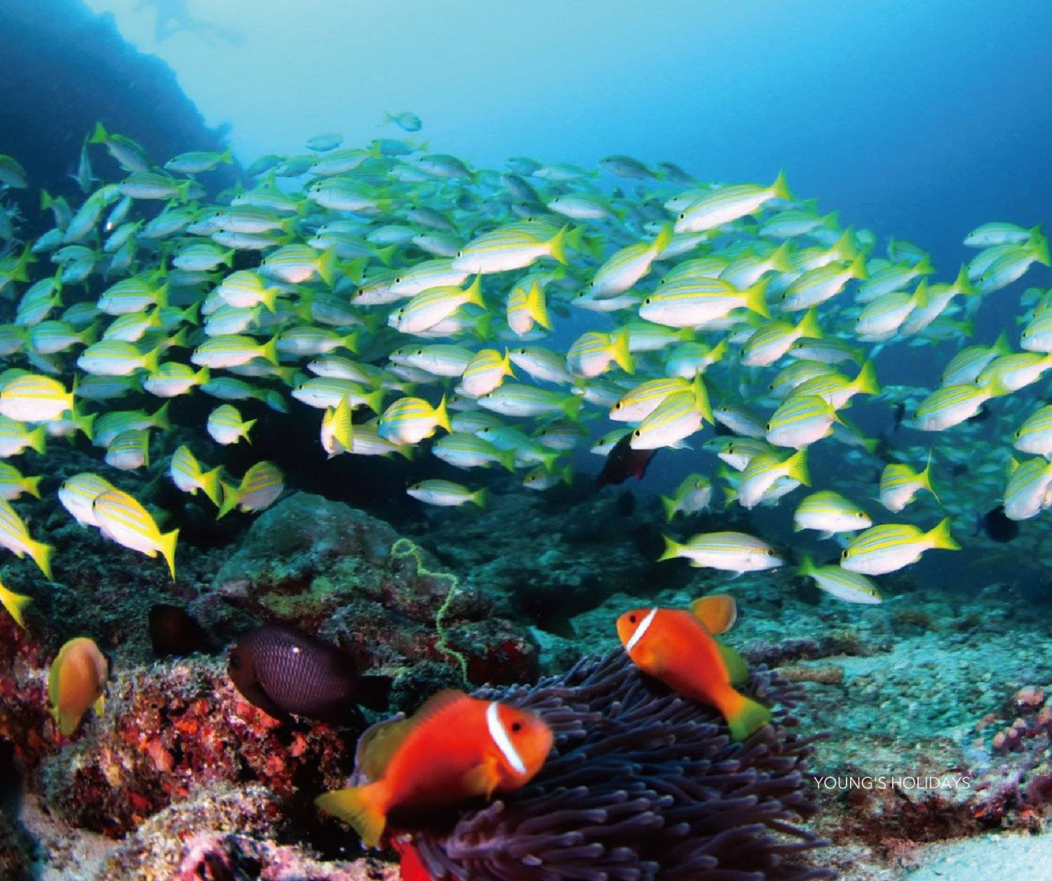 【Maldives】9 Days 7 Nights(FEB 20-27, 2027) Maldives - Liveaboard Tour ( travel with instructor)