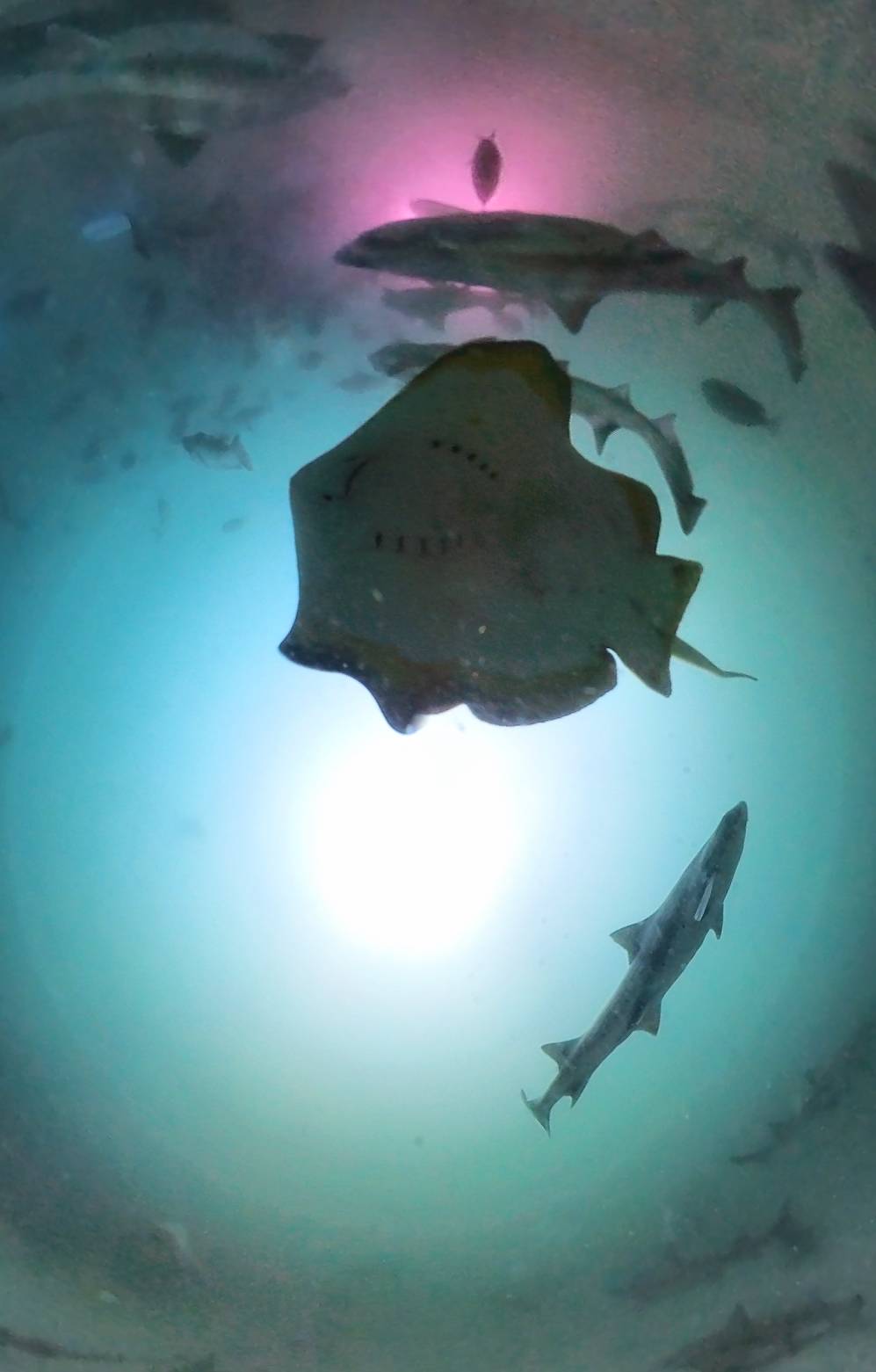 【Bali】Liberty Divers Resort 4 days 3 nights Indonesia Diving package
