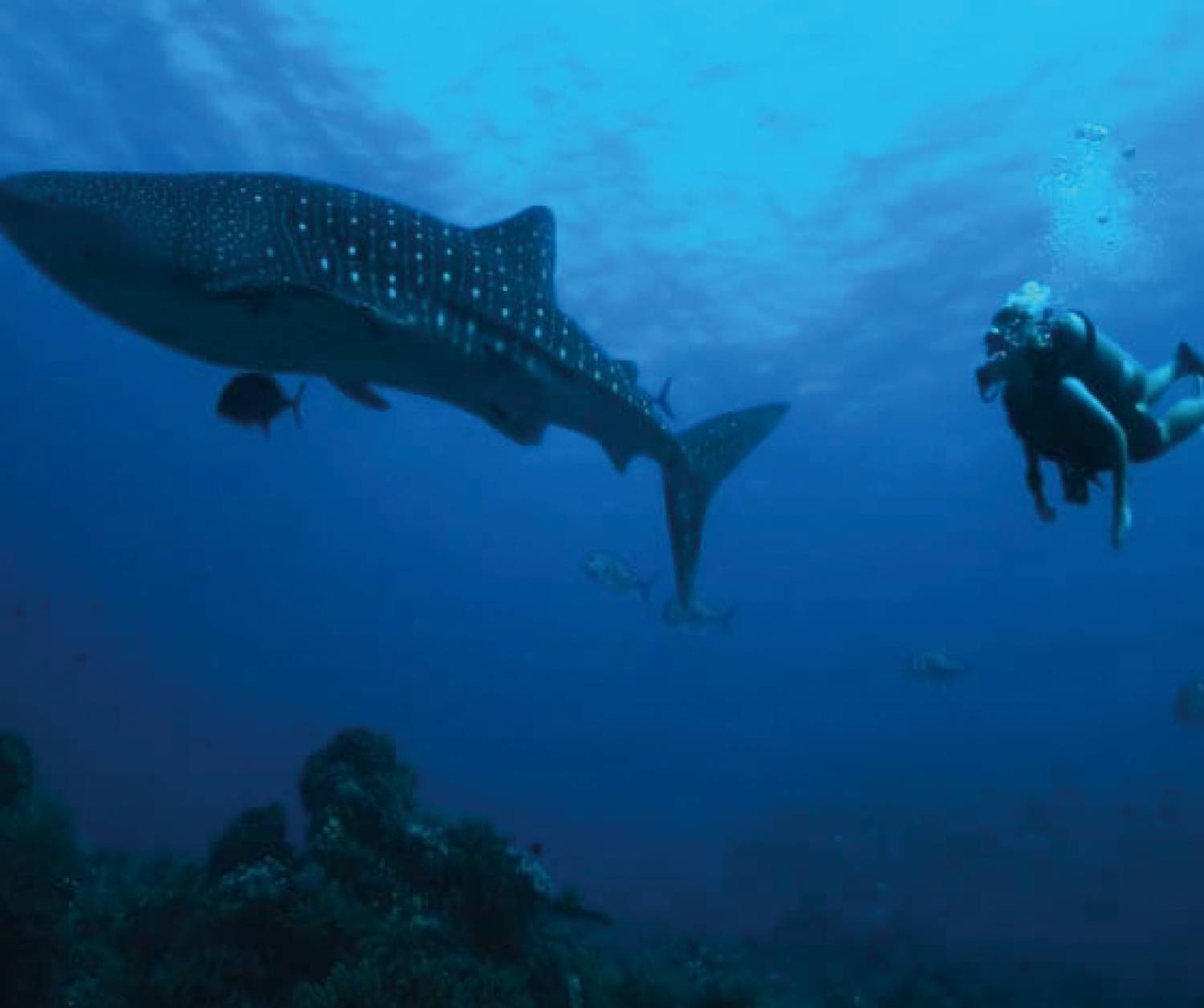 【Puerto Galera】Atlantis Puerto Galera resort Philippine Diving package