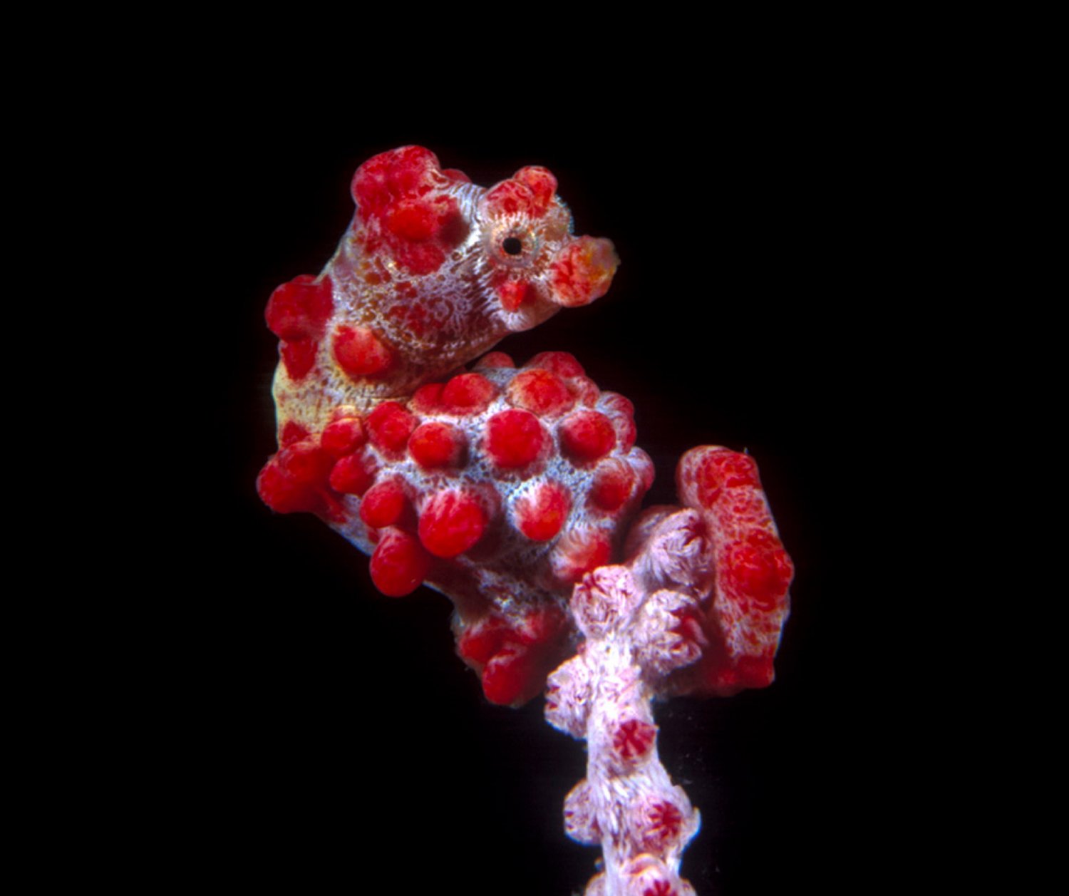 【Sipadan】Kapalai Dive Resort Malaysia Diving package