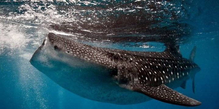【Moalboal】Club Hari Dive Resort 5 days 4 nights Philippines Diving package