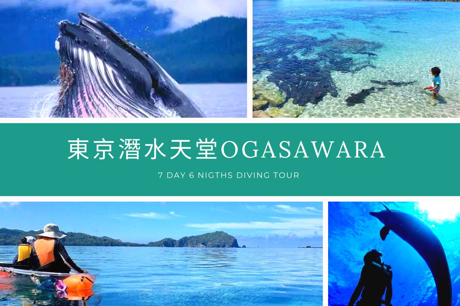 [Tokyo Ogasawara Island] Asia Galapagos Diving Heaven Ogasawara 7 Days 6 Nights Diving Tour