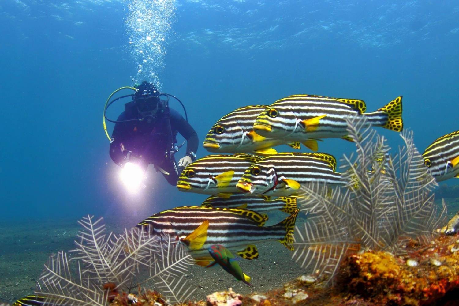 【Bali】Liberty Divers Resort 4 days 3 nights Indonesia Diving package