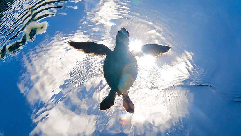 [Tokyo Ogasawara Island] Asia Galapagos Diving Heaven Ogasawara 7 Days 6 Nights Diving Tour