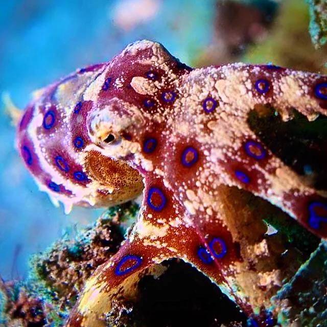 【Indonesia】 Bali OK Divers Resort 5 days 4 nights diving package