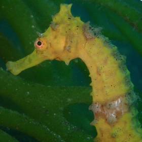 【Izu】Nature Inn Osekan Japan Diving Package