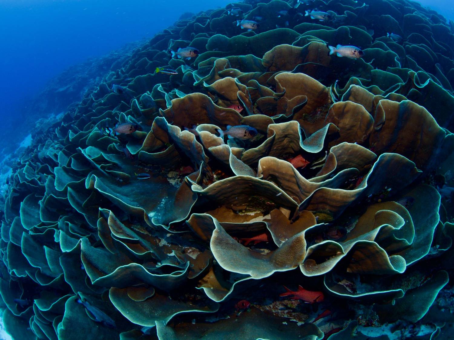 【Palau】*Macau Departure* 5D4N / 6D5N MK Hotel / Palau Royal Resort Diving Package