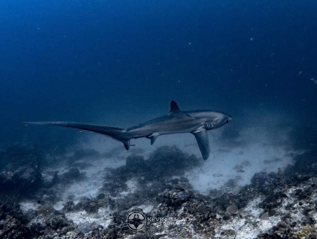 【Malapascua】Buena Vida Resort Philippines Diving package