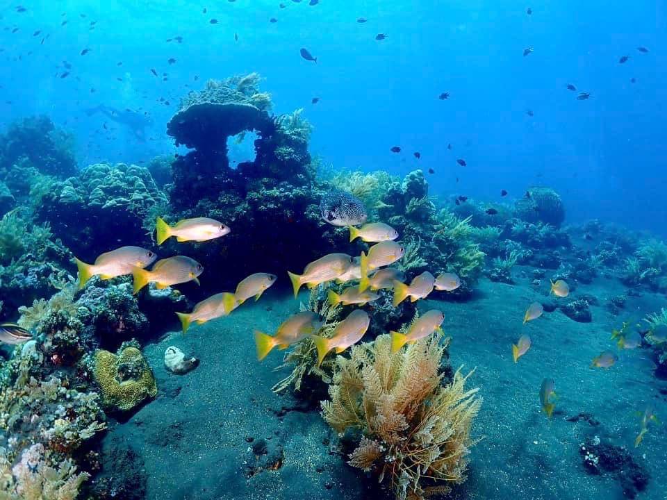 【Bali】Liberty Divers Resort 4 days 3 nights Indonesia Diving package