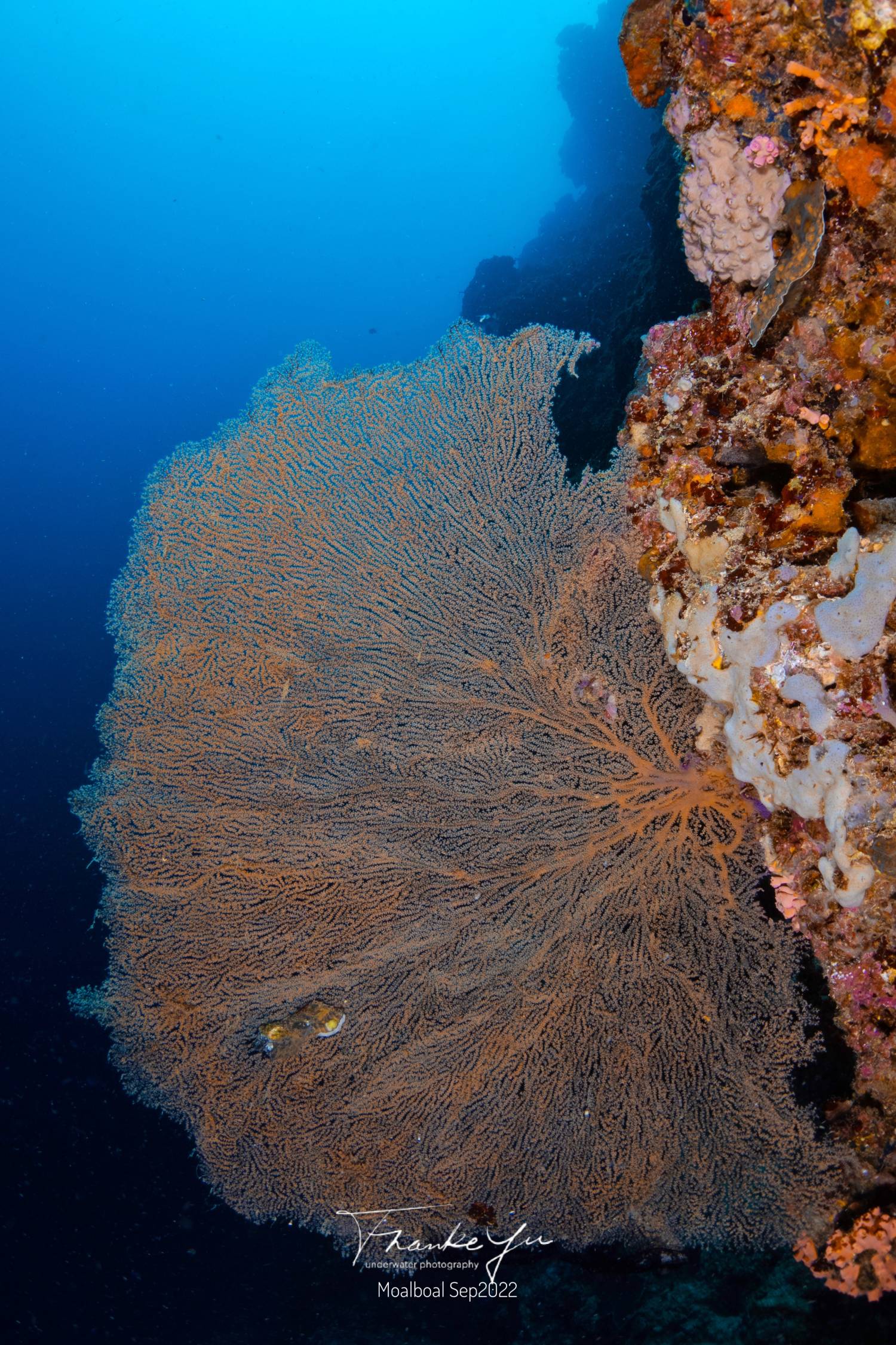 【Moalboal】墨寶Paradive Moalboal Scuba Diving Resort 4 days 3 nights Philippines Diving package