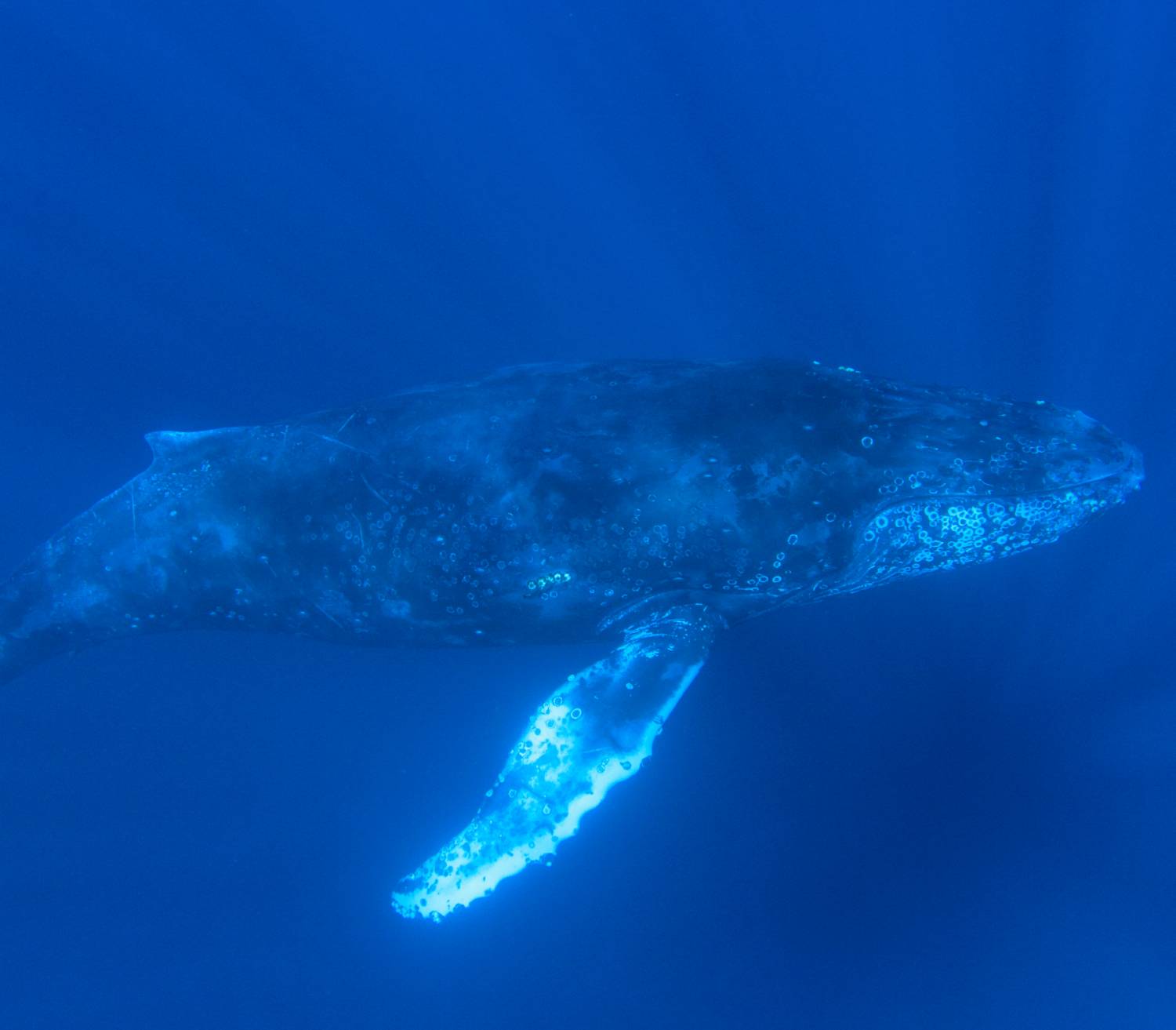 【Mexico】10 Days 9 Nights Mexico Socorro Islands  Liveaboard M/V Valentina