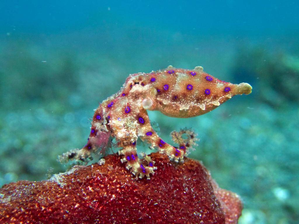【Gili Trawangan】Lutwala Dive Resort Indonesia diving package