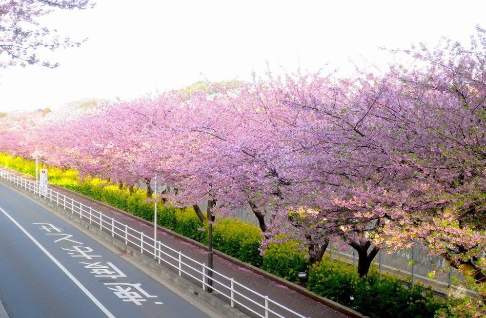 【Tokyo】Japan 6ppl RV Caravan 24 hours Rental Experience  (JTM-Luminous)