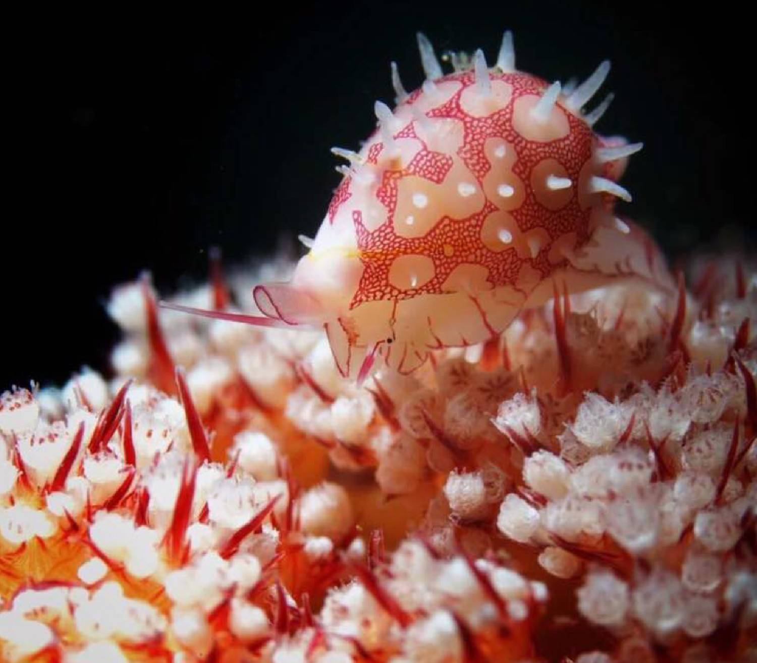 【Anilao】Casa Escondida Anilao Resort Beach & Dive Centre Philippines 5 days 4 nights Diving package