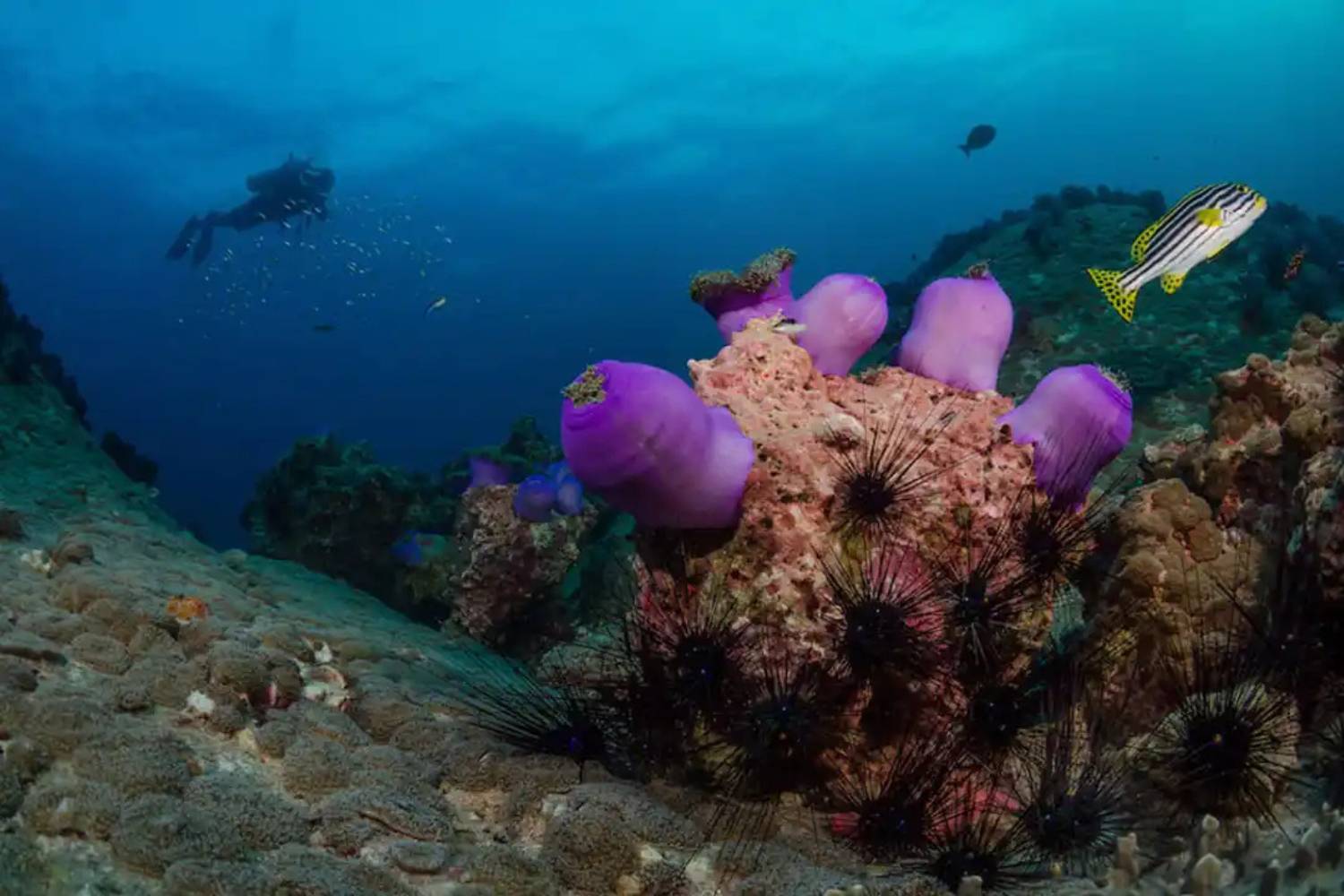 【Thailand】Liveaboard- Dolphin Queen Diving Package