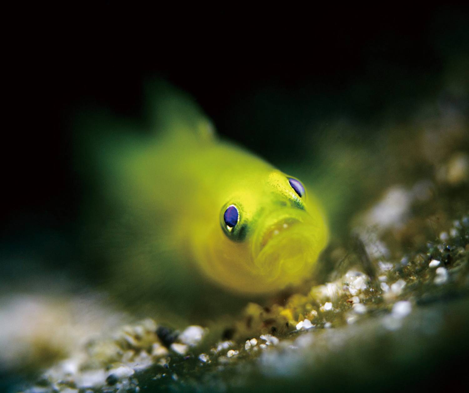 【Anilao】Solitude Acacia Resort Philippines Diving package