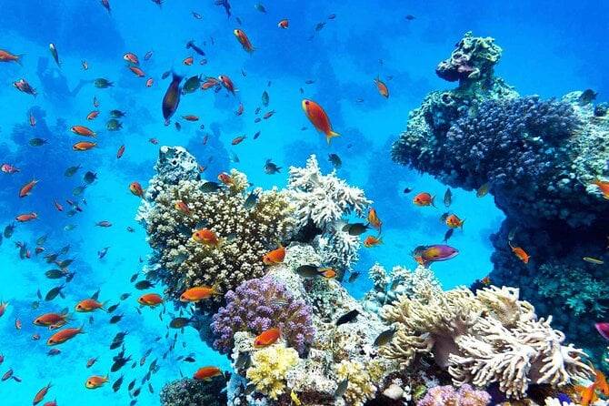 【Puerto Galera】Aura Diving Resort 5 days 4 nightsPhilippines Diving package