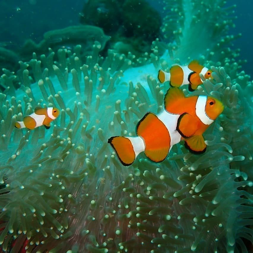【Coron】El Rio y Mar Resort 5 days 4 nights Philippines Diving package
