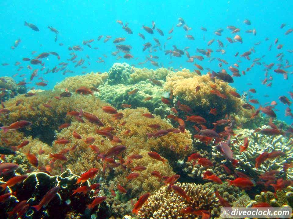 【Puerto Galera】Aura Diving Resort 5 days 4 nightsPhilippines Diving package