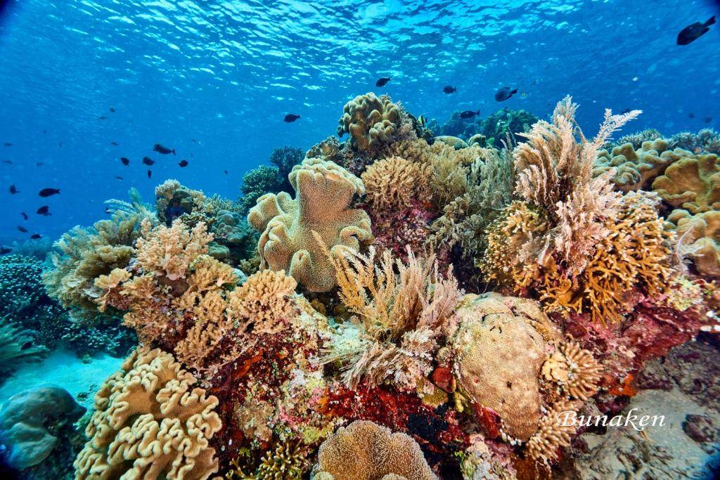 【Manado】Cocotinos Manado Resorts Indonesia diving package