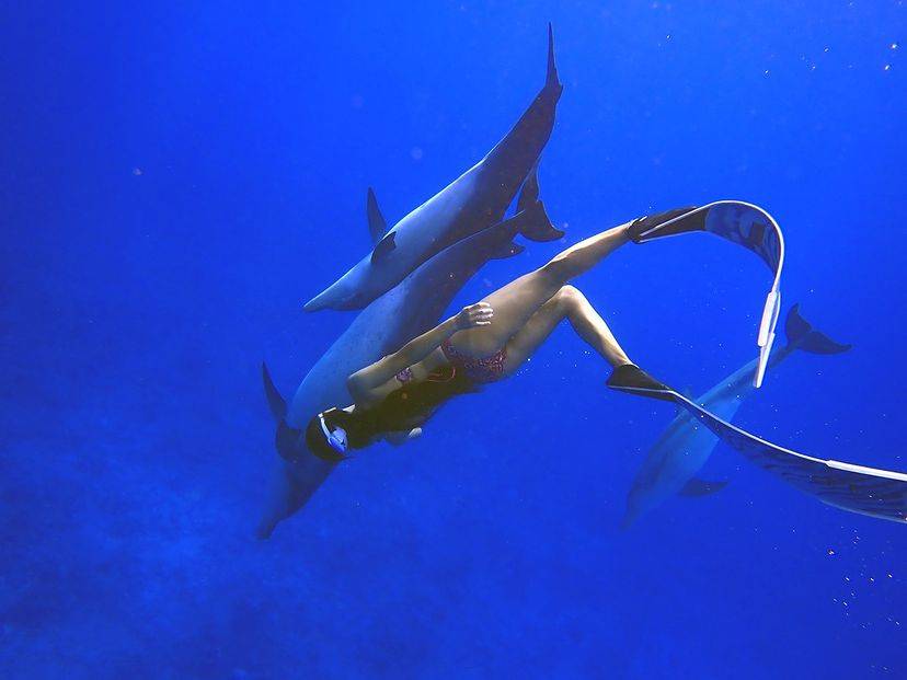 [Tokyo Ogasawara Island] Asia Galapagos Diving Heaven Ogasawara 7 Days 6 Nights Diving Tour