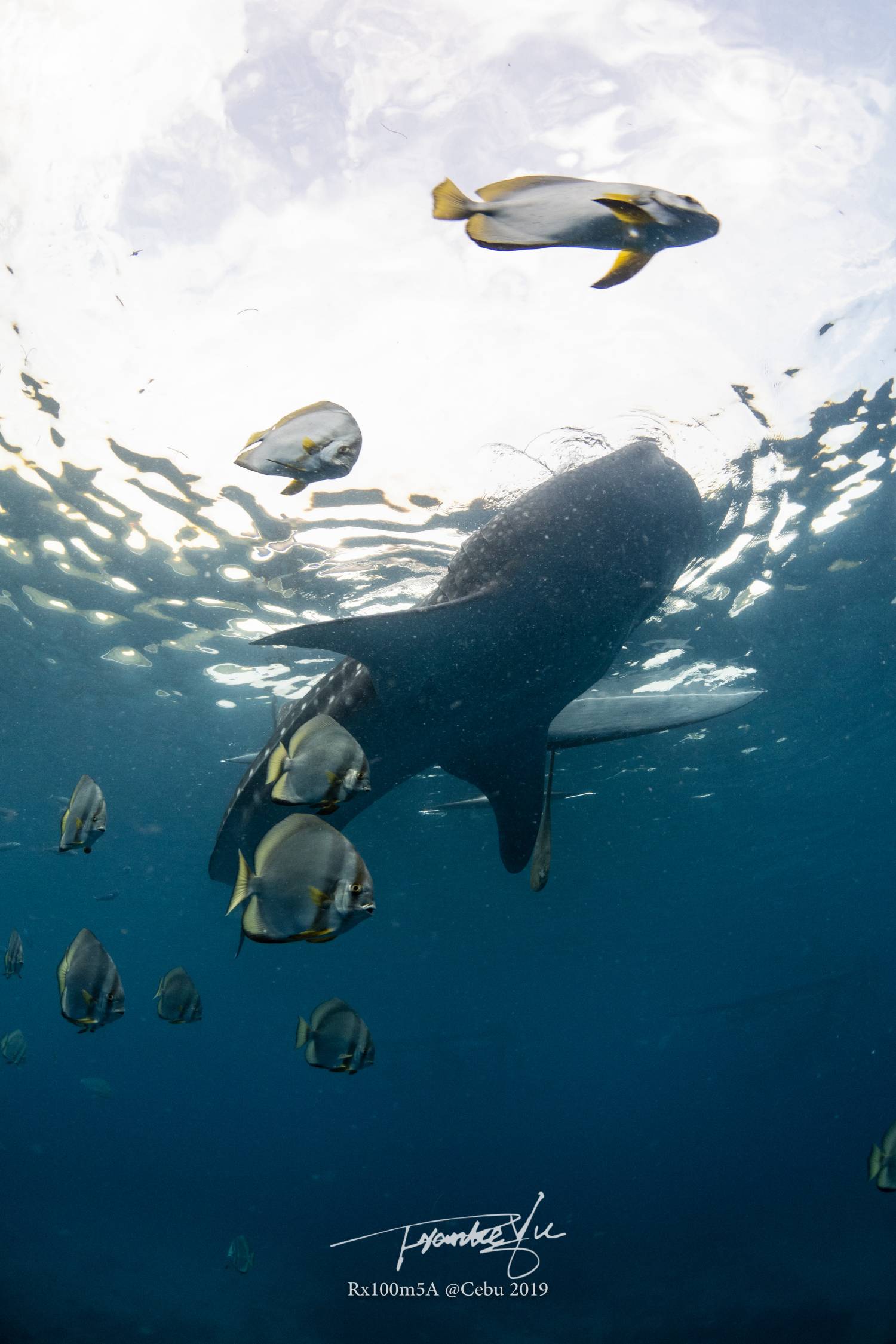 【Moalboal】墨寶Paradive Moalboal Scuba Diving Resort 4 days 3 nights Philippines Diving package