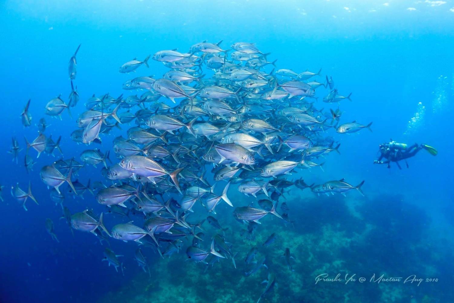 【Cebu】Paradive Mactan Scuba Diving Resort 4 days 3 nights Philippines Diving package