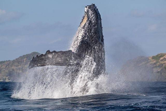 [Tokyo Ogasawara Island] Asia Galapagos Diving Heaven Ogasawara 7 Days 6 Nights Diving Tour