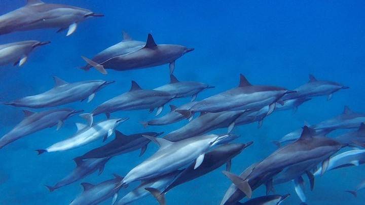 [Tokyo Ogasawara Island] Asia Galapagos Diving Heaven Ogasawara 7 Days 6 Nights Diving Tour