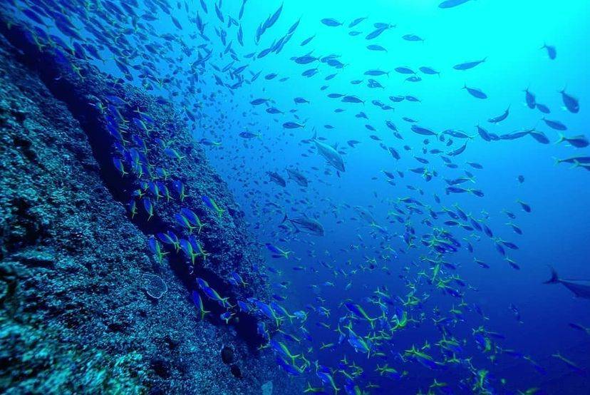 [Tokyo Ogasawara Island] Asia Galapagos Diving Heaven Ogasawara 7 Days 6 Nights Diving Tour
