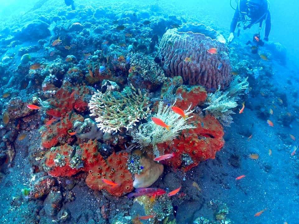 【Bali】Liberty Divers Resort 4 days 3 nights Indonesia Diving package