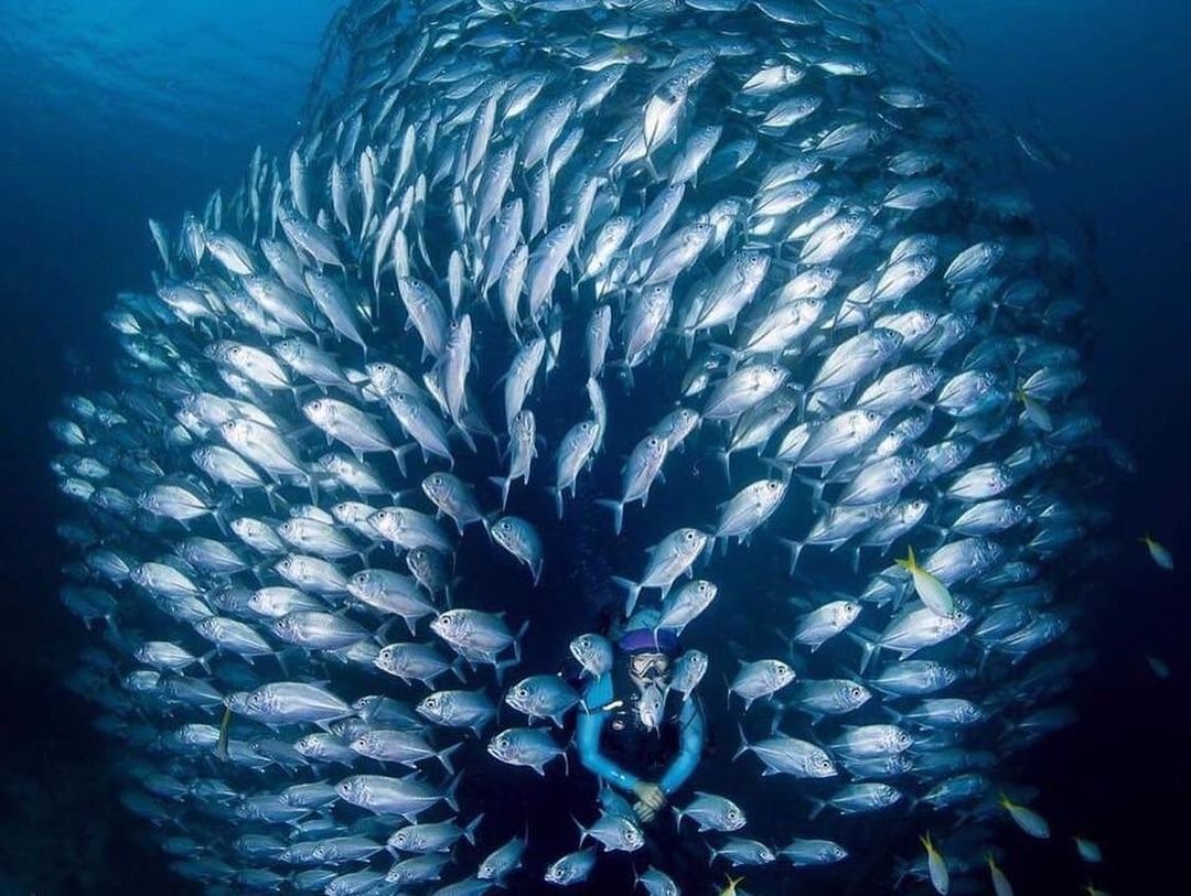 【Coron】El Rio y Mar Resort 5 days 4 nights Philippines Diving package