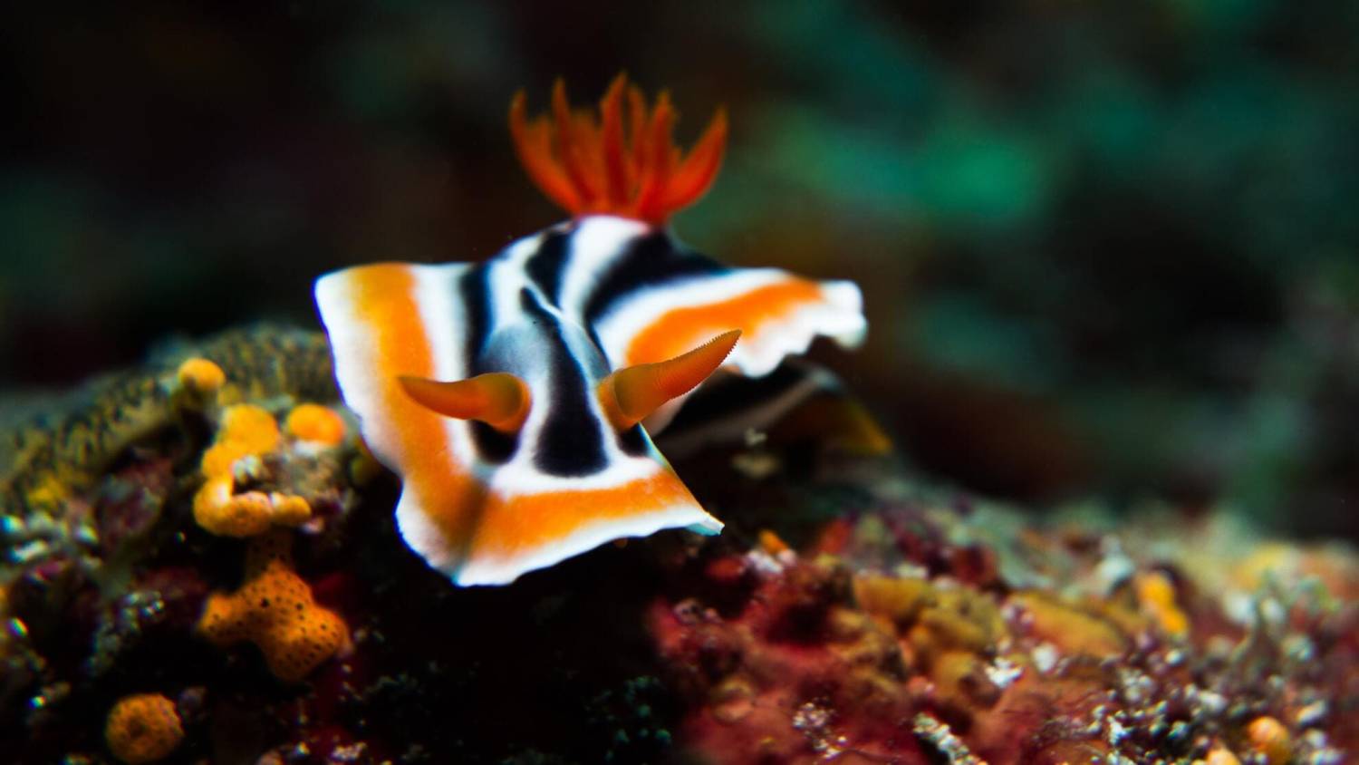 【Anilao】La Chevrerie Resort Philippines Diving package