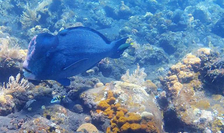 【Indonesia】 Bali OK Divers Resort 5 days 4 nights diving package