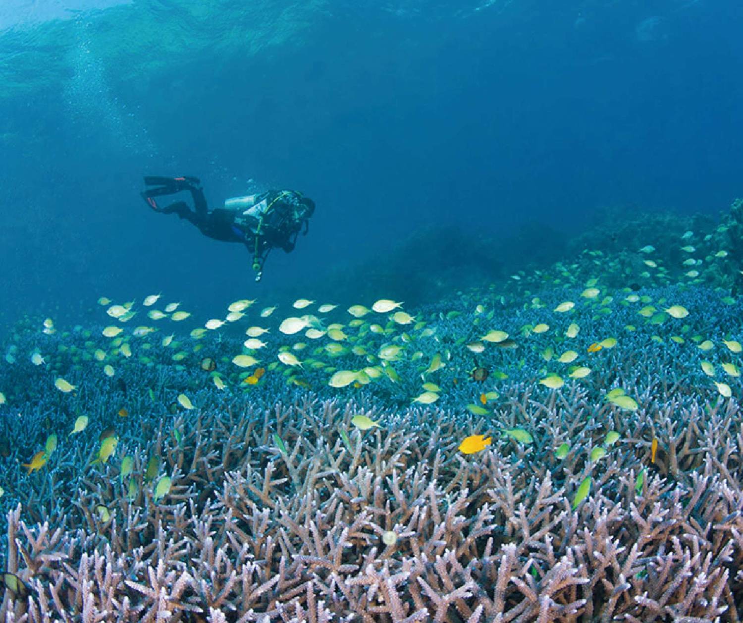 【Puerto Galera】Atlantis Puerto Galera resort Philippine Diving package