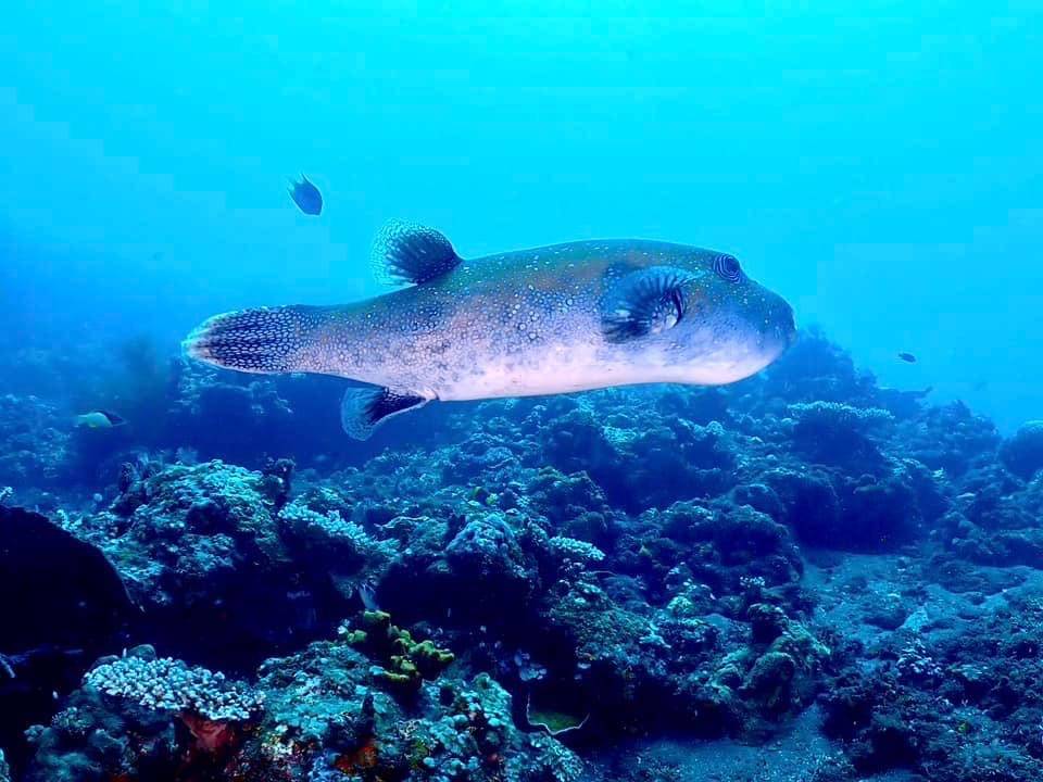 【Bali】Liberty Divers Resort 4 days 3 nights Indonesia Diving package