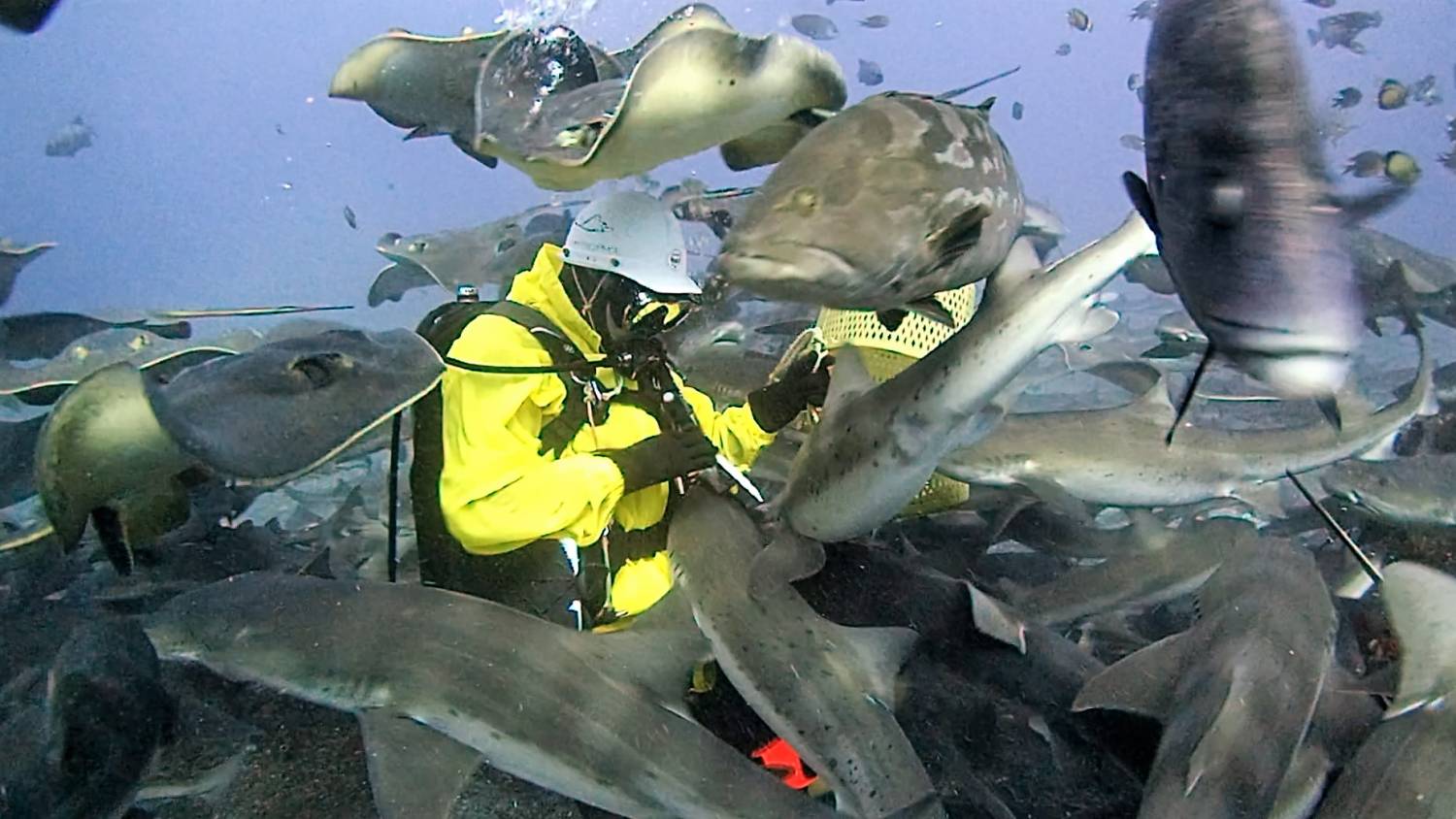 【Bali】Liberty Divers Resort 4 days 3 nights Indonesia Diving package