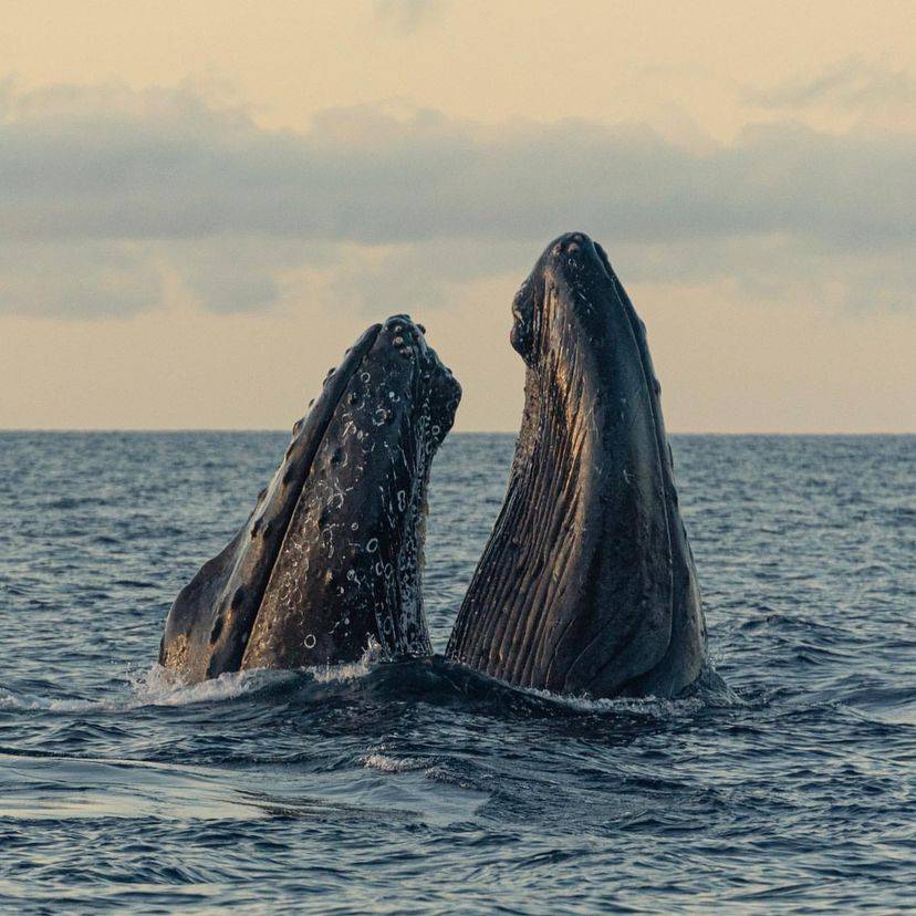[Tokyo Ogasawara Island] Asia Galapagos Diving Heaven Ogasawara 7 Days 6 Nights Diving Tour