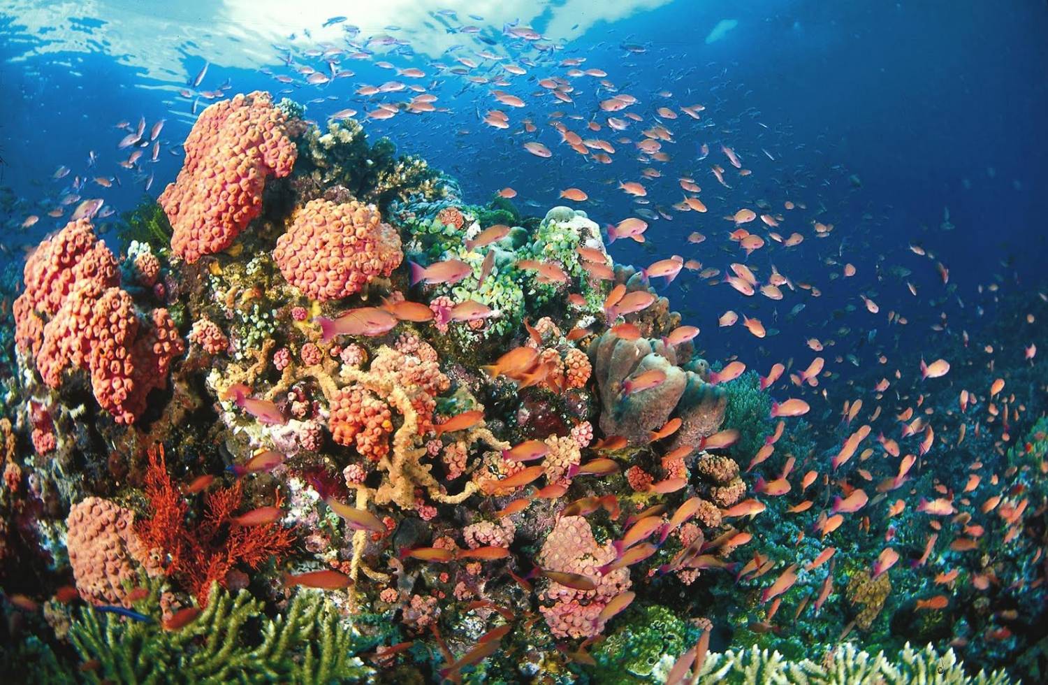 【Anilao】La Chevrerie Resort Philippines Diving package