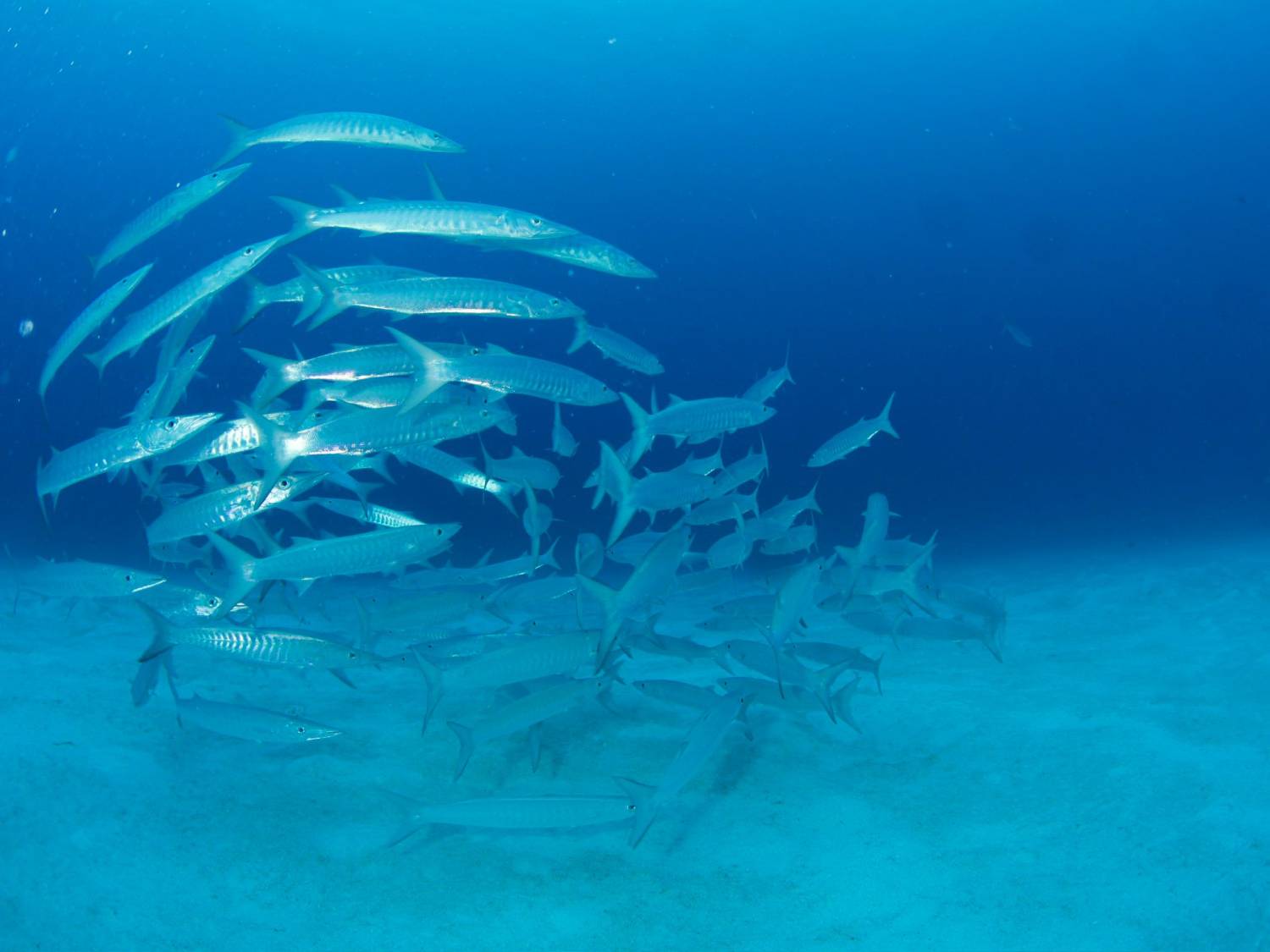 【Palau】*Macau Departure* 5D4N / 6D5N MK Hotel / Palau Royal Resort Diving Package