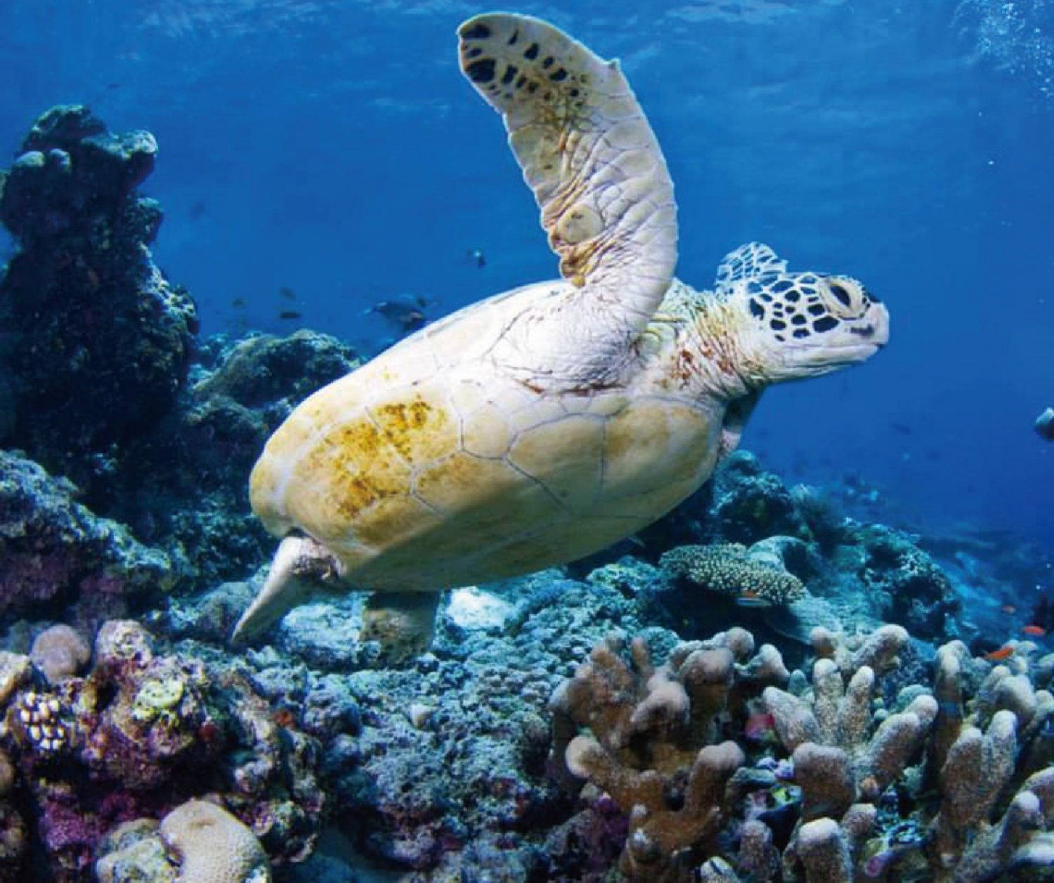 【Sipadan】Kapalai Dive Resort Malaysia Diving package