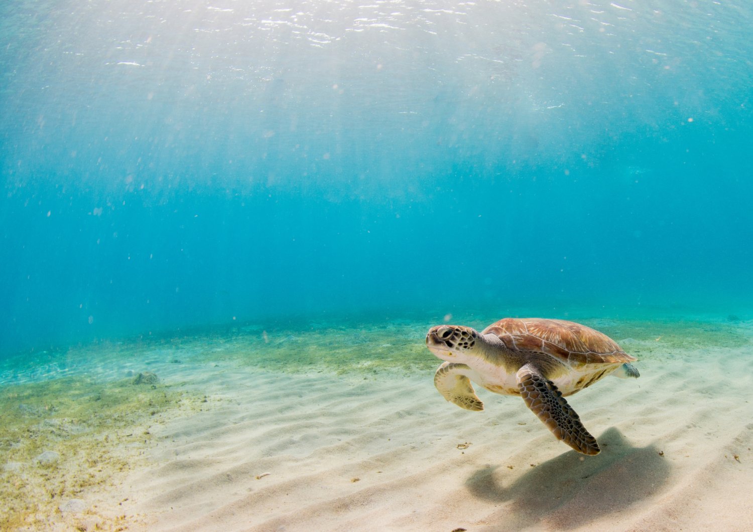 【Sipadan】Borneo Divers Mabul Resort Malaysia Diving package