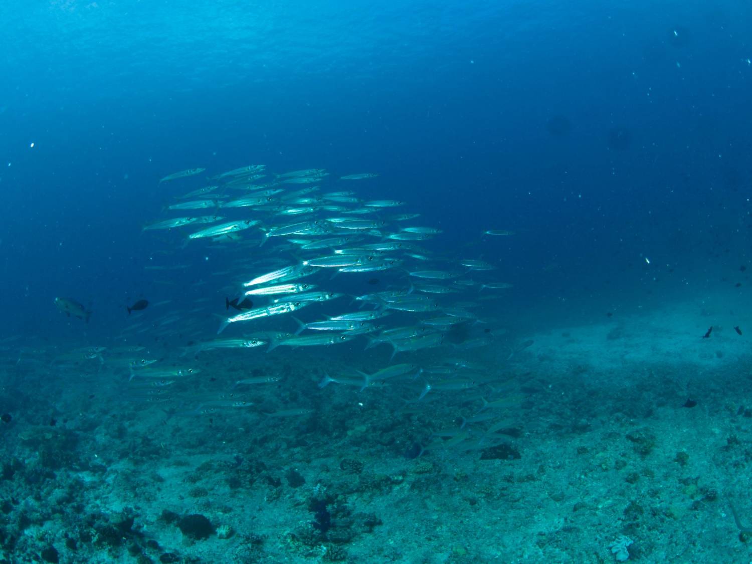 【Palau】*Macau Departure* 5D4N / 6D5N MK Hotel / Palau Royal Resort Diving Package